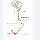 https://fibromyalgia.space/